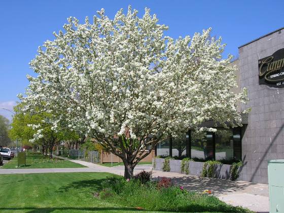 Spring Snow Crabapple